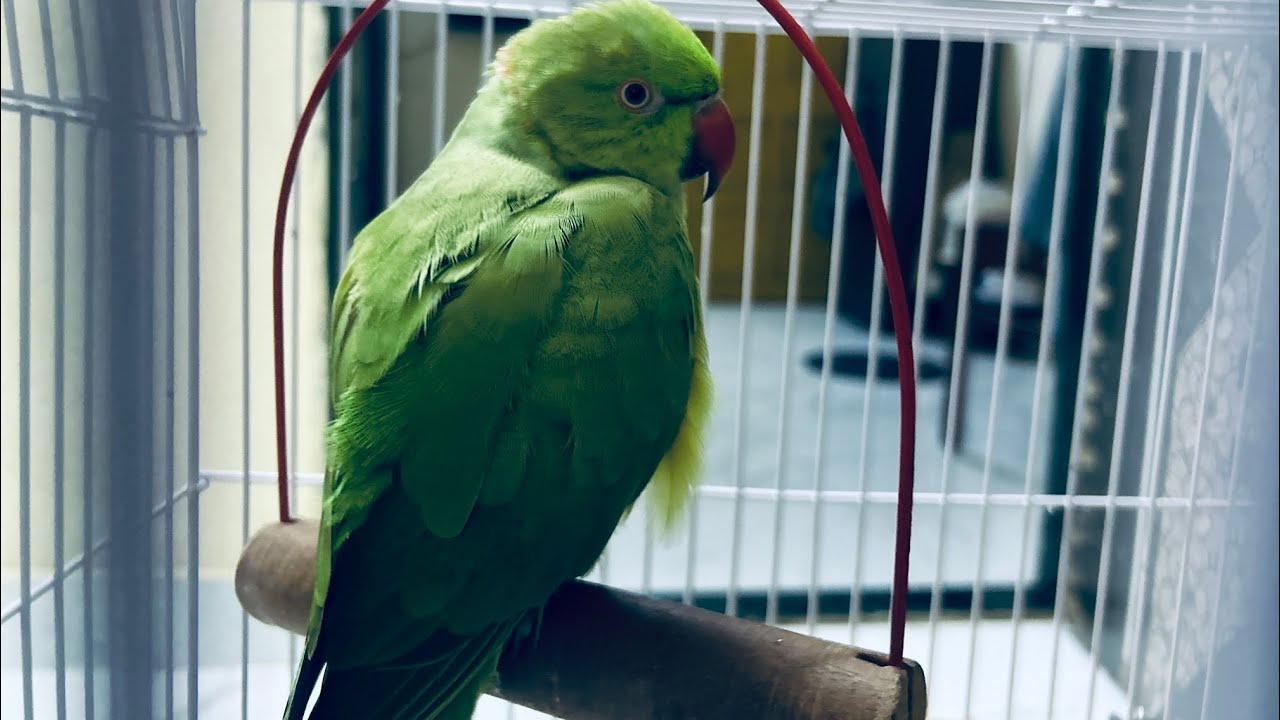 Mitthu aaj bahut gusse main hai😡#birds #parrot #mitthu #funny #youtube ...
