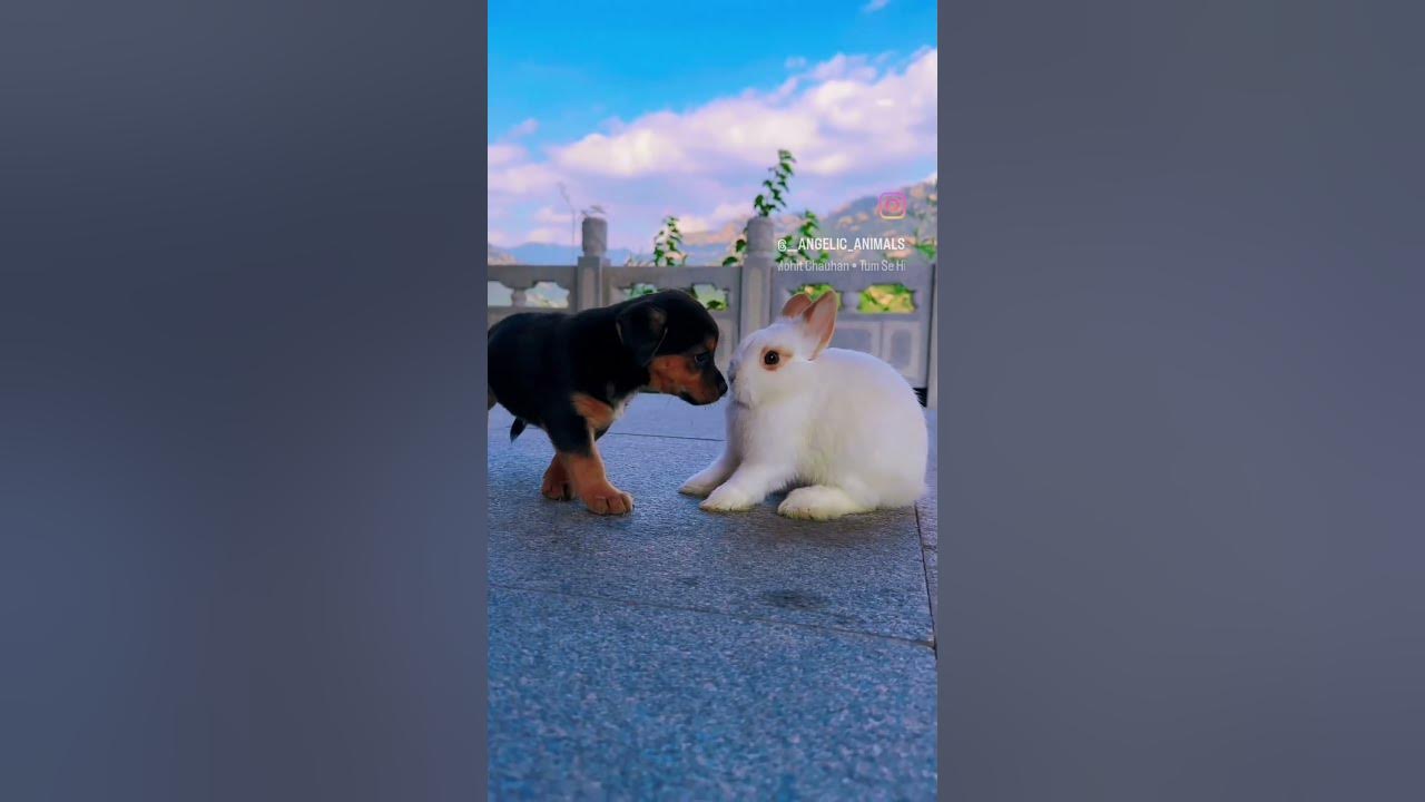 rabbit-and-dog-love-rabbitdogs-shortvideo-youtubeshorts-youtube