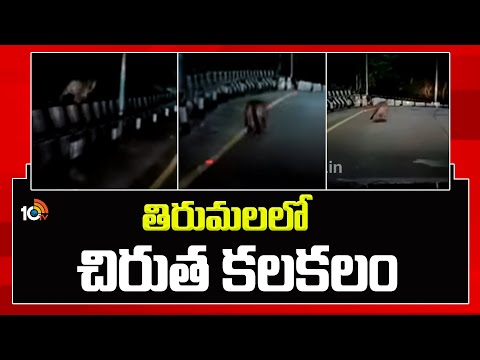 తిరుమలలో చిరుత కలకలం | Cheetah Found In Tirumala Ghat Road | 10TV News