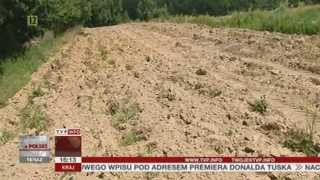 Ogromne straty plantatorów truskawek (Raport z Polski TVP Info, 19.07.2013)