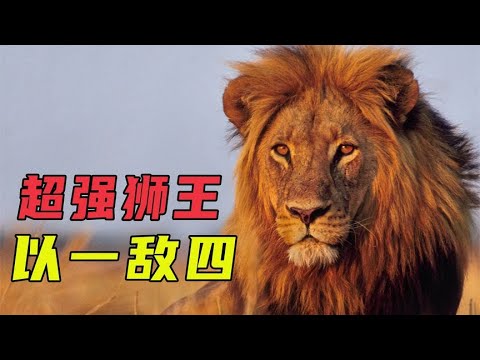 最强狮王莫伦，一打四击败来犯的兄弟联盟，狮子颜值的天花板！