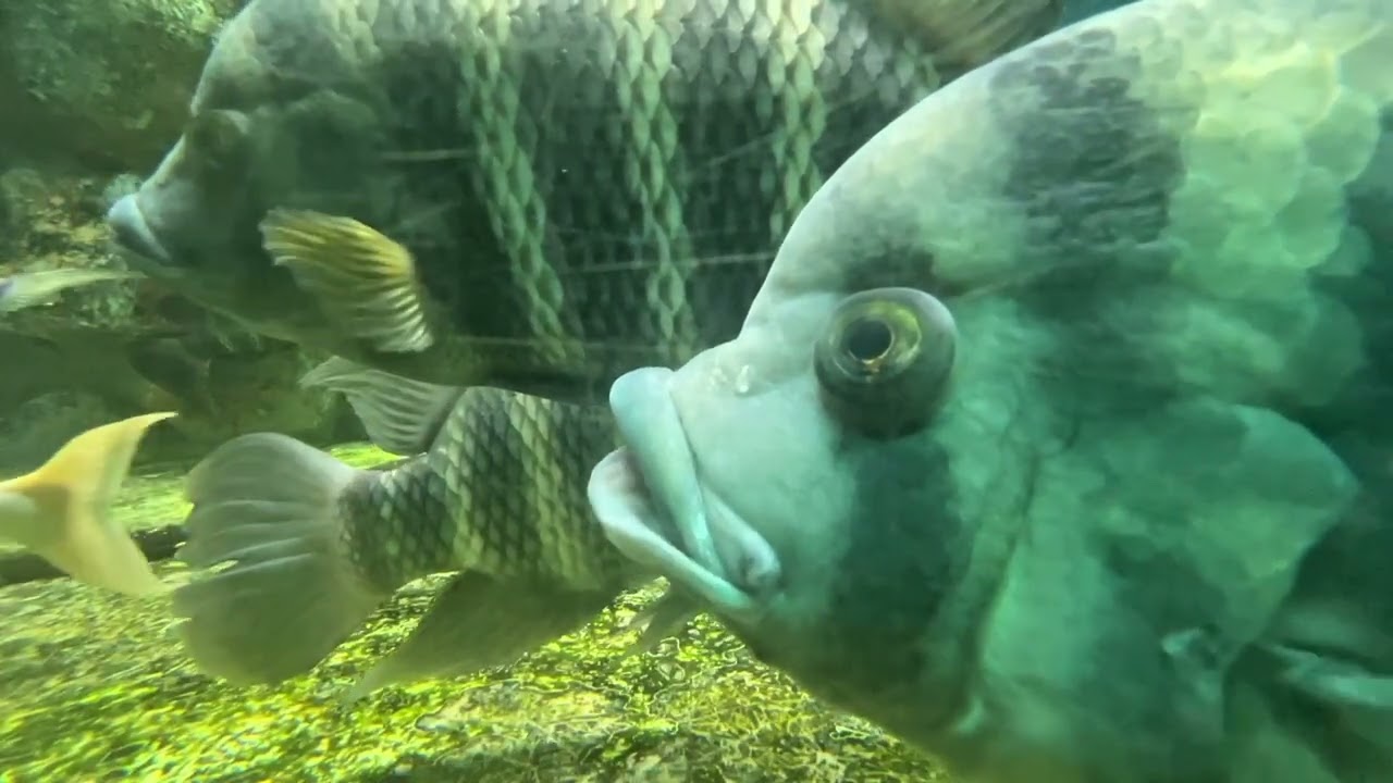 Love Nature | Slice of Life | Weekly 