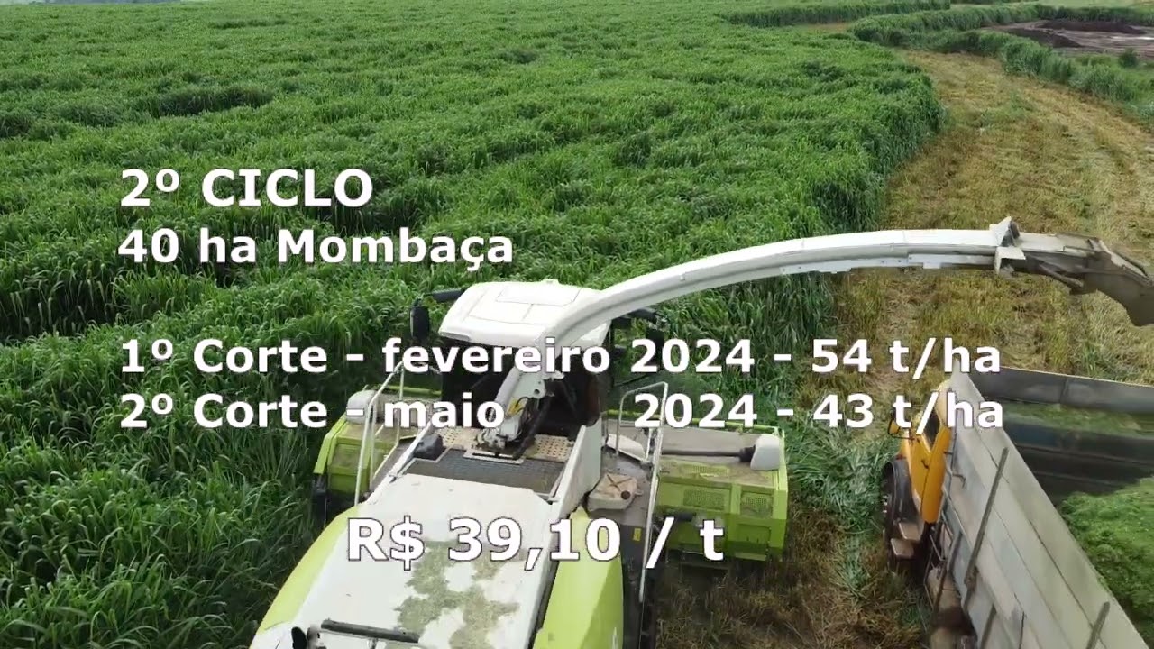Silagem Mombaça: de R$ 88,00 ( t ) para R$ 39,00 ( t )