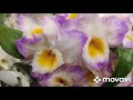 🌺БОЛЬШОЙ ЗАВОЗ ОРХИДЕЙ🌺ЭПИЦЕНТР beautiful orchids