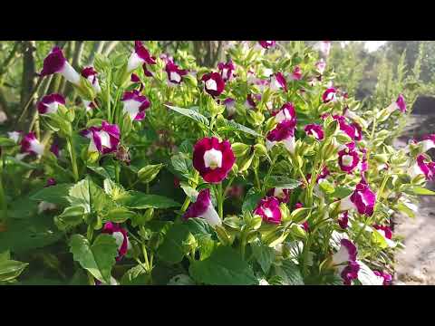 Trồng cây tố Liên (Torenia Fournierii) | Foci