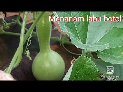 Video: Labu botol: tumbuh di rumah