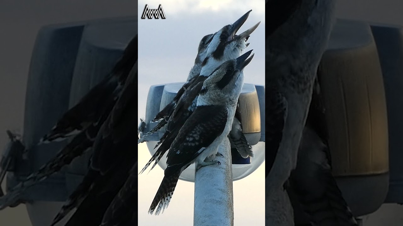 AwA Critter Clip - 4 Laughing Kookaburras singing by the sea #shorts #birds #kookaburra #nature