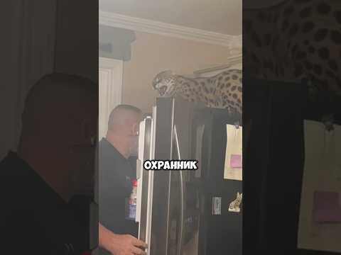Лучший охранник Холодильника! 😂 #смешно #юмор #питомцы #животные #прикол