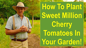 Jak vysoké jsou rostliny cherry rajčat Sweet Million?
