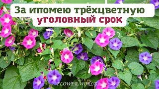 За Ипомею трёхцветную - уголовный срок.🥀