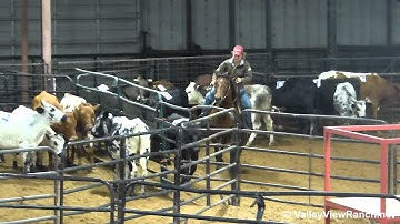 Susies Scooter - sorting practice - Valley View Ranch