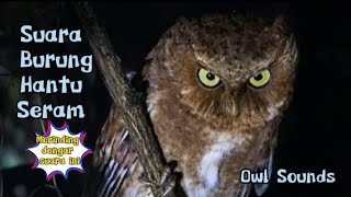SUARA BURUNG HANTU SERAM No Copyright | OWL SOUNDS EFFECTS