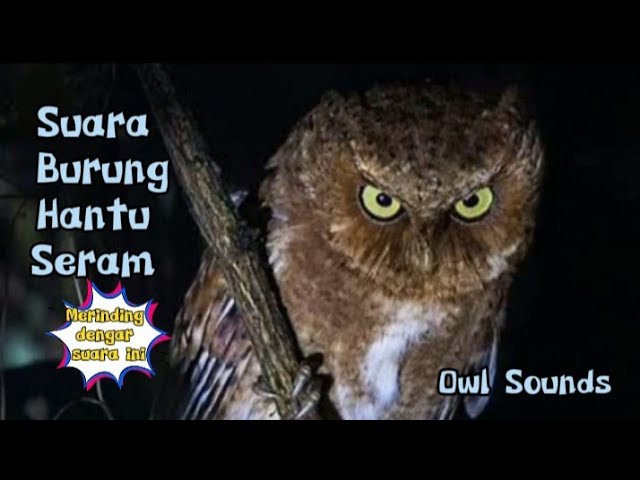 SUARA BURUNG HANTU SERAM No Copyright | OWL SOUNDS EFFECTS class=