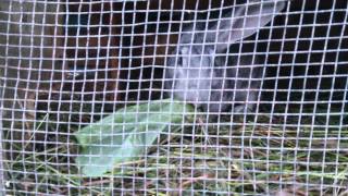 Кролики кушают капусту