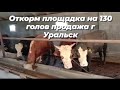 Откорм бычков, 56 голов продажа, откорм площадка на продажу!