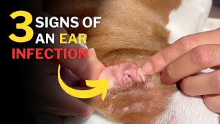 3 Signs To Know If Your Dog Has An Ear Infection