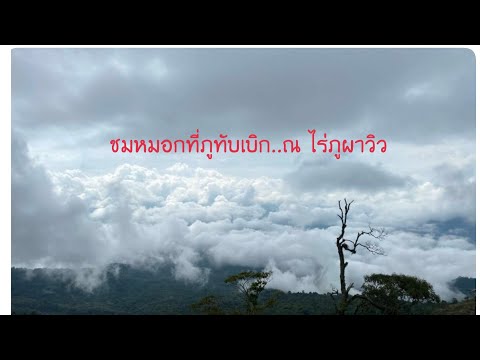 ไร่ภูผาวิว ภูทับเบิก ดูหมอกบนที่นอน