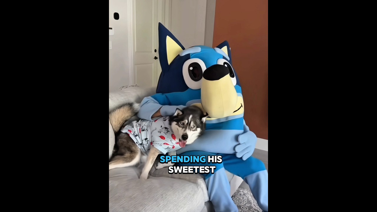 This Dog Finally Met His Love Bluey 🐶💙