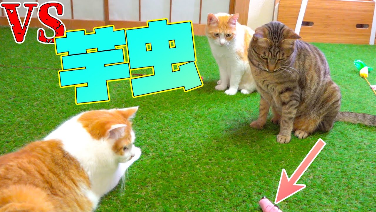 Mamiintyu あつし 猫 炎上