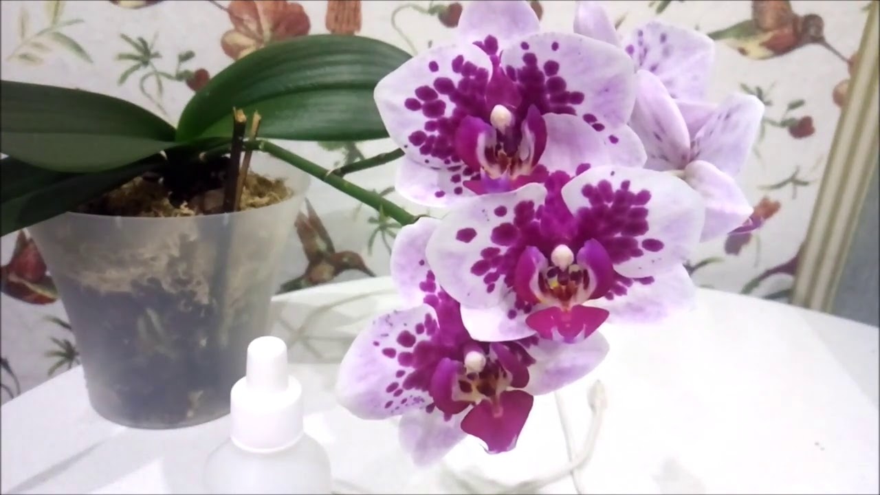 Полив орхидеи перекисью водорода