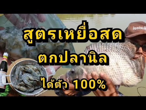 สูตรเหยื่อตกปลานิลด้วยเหยื่อสดกุ้งขาวใหญ่หมัก ทำตามเลยได้ผล100%