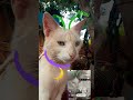 jiji muy lindo mi gato rodolfo