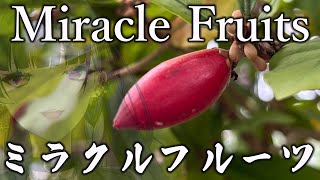 It kills sourness? Really? 酸味をコ〇ス不思議な実を食べる【NIJISANJI EN | Meloco Kyoran】