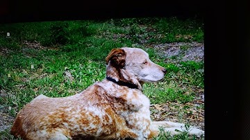 Windows 10 Resize Bug