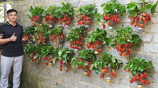 Vertical Strawberry Garden How To Grow Strawberries On The Wall Easily And Produce Lots Of Fruit