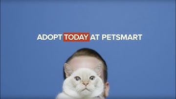 PetSmart Charities Cat Adoptions