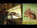 Photographing Red Squirrels in Snaizeholme, Yorkshire