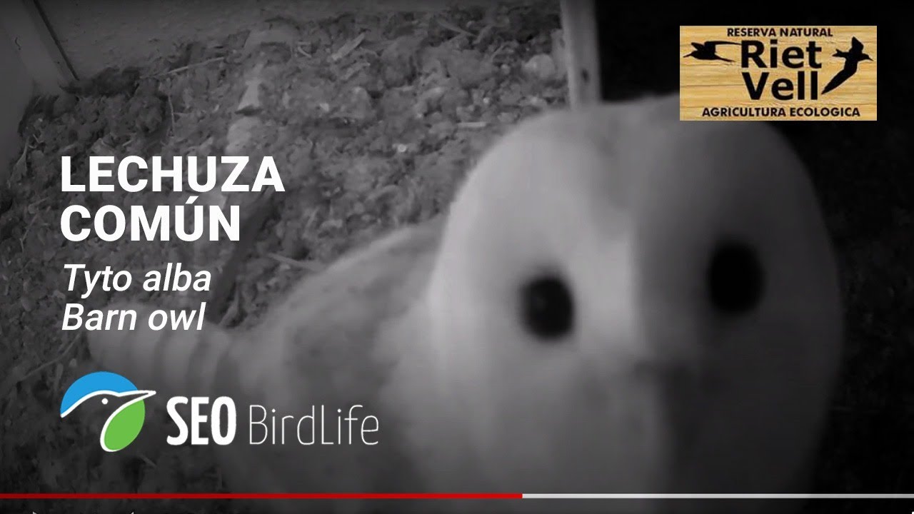 Estas son las webcam más espectaculares para ver animales en directo en  plena naturaleza | El Correo