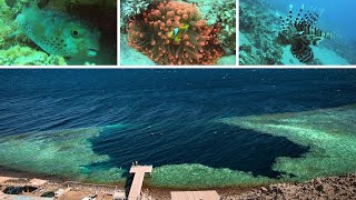 DIVING DAHAB ( 12 / 2022 )