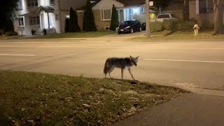 Coyote encounter in the city by AmaNature Video 1,395 views 4 years ago 24 seconds