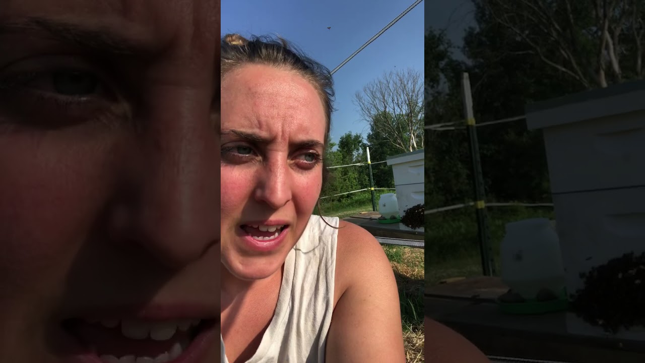 Honey bees and hot weather 