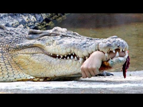 Wideo: Krokodyl Zwrócił Krewnym Ciało Mężczyzny, Którego Zjadł - - Alternatywny Widok