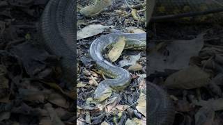 🐍 5 metros! medimos essa gigantesca sucuri amazônica! #sucuri  #cobra #anaconda