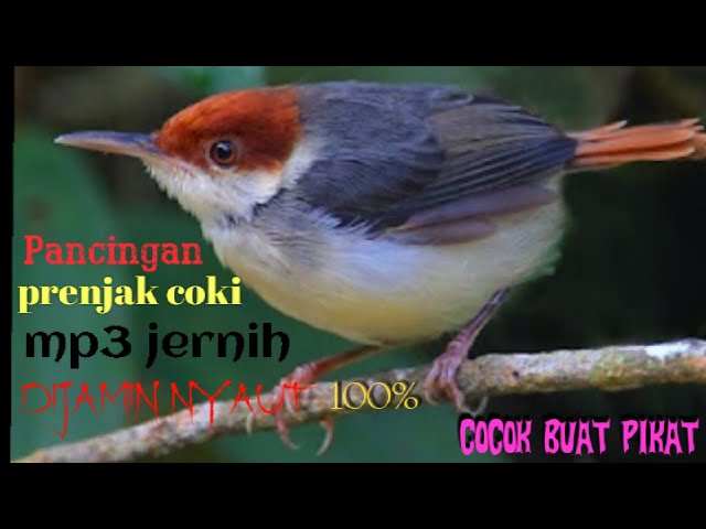 Pancingan/pikat prenjak coki  mp3 jernih class=