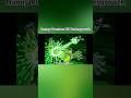 Danny Phantom VS Undergrowth #dannyphantom