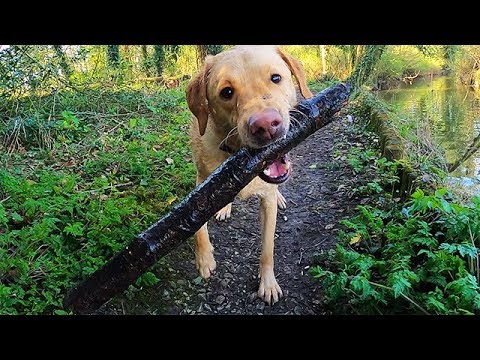LABRADOR LOCK DOWN! We can still go out for walks... for now! Day 3
