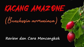 AMAZON NUT PLANT (BUNCHOSIA ARMENIACA) - Review and Grafting Guide