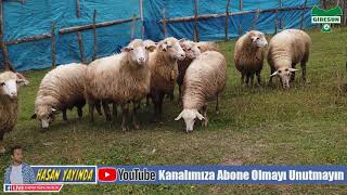 Giresun Karşılaması Güler Öztürk Uzun Saçlarını Ördür Güzelim Ördür