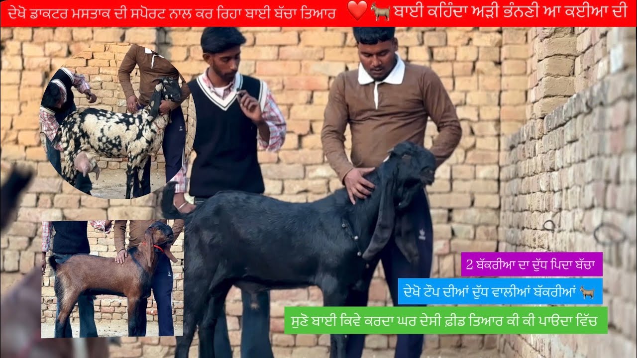 ਦੇਖੋ ਡਾਕਟਰ ਮਸਤਾਕ ਦੇ ਘਰੋ ਆਈਆ ਬੱਚਾ॥ਬਾਈ ਕਹਿੰਦਾ 2 ਬੱਕਰੀਆਂ ਦਾ ਦੁੱਧ ਪਿਦਾ॥ਦੁੱਧ ਵਾਲੀਆਂ ਬੱਕਰੀਆਂ ਤੇ ਖੁਰਾਕ ਦੇਸੀ