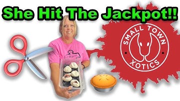 Ball Python Egg Cutting | Pied Clutch STX 20 06