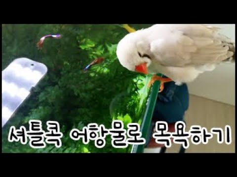 어항물로 목욕하기! 금화조 셔틀콕 힐링영상