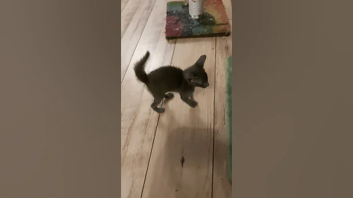 Watch the video about #scarlettdepp #orientalkittens #josie #galina #emerald #dior #leonardo ORIENTAL DIOR'S KITTENS