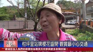 1090330新北新聞網 新北市瑞芳區柑坪里站牌櫻花盛開 觀賞籲小心交通