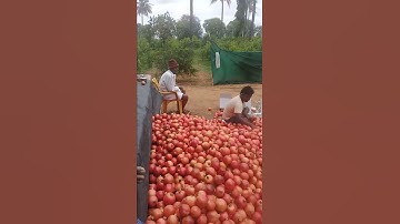 Exports quality pomegranate loading  in Indian village