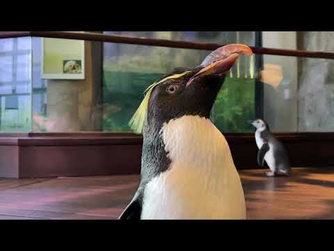 Video: Pet Scoop: Čikāgas akvārijs palīdz glābt Āfrikas pingvīnus, Bao Bao padara viņas debiju