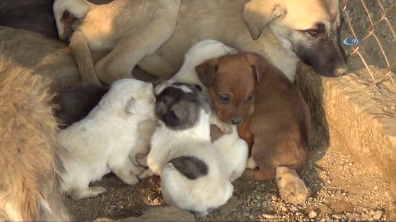 Köpekler Nerede Yaşar